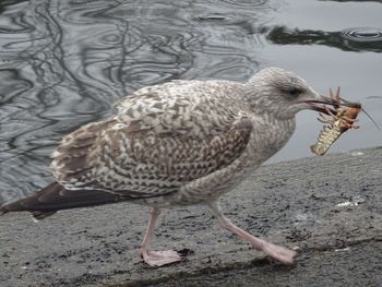 Close-up of duck in water
