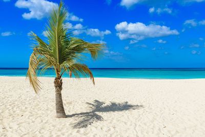 Palm tree on beach against blue sky