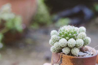 Close-up of potted plant