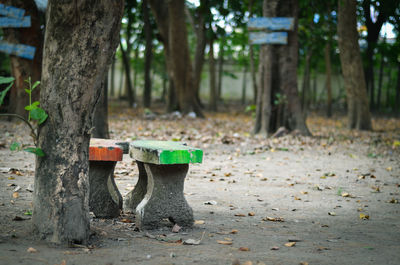 Plants and trees in park