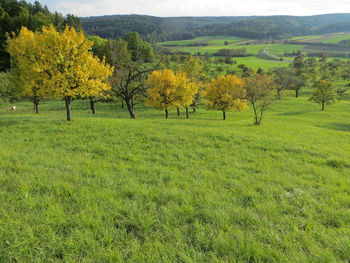 Scenic view of field against trees