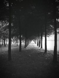 Trees on beach against sky