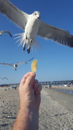 Cropped hand of man feeding seagull at sandy beach