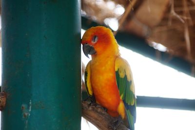 Close-up of parrot