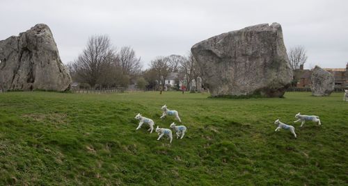 Goats on field against sky