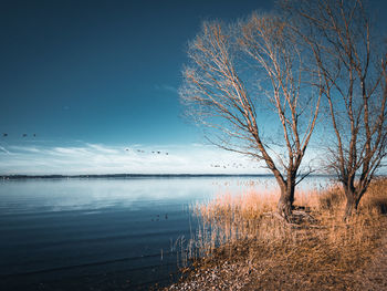 Bare tree by lake against sky