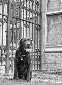 Chocolate labrador sitting by gate