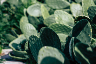 Close-up of succulent plants