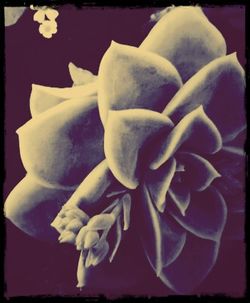 Close-up of flowers