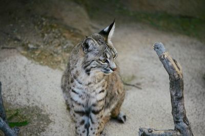 High angle view of a cat looking away