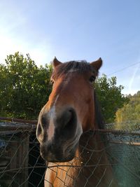 Close-up of horse in stable