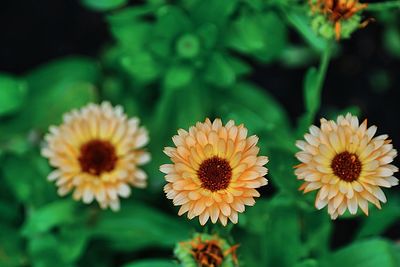 Close-up of yellow flowering plant