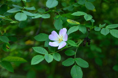 Close-up of flowers blooming outdoors