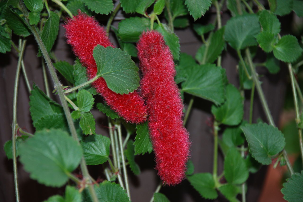 Hanging plant