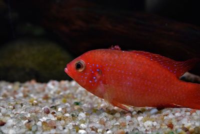 Close-up of fish swimming in tank