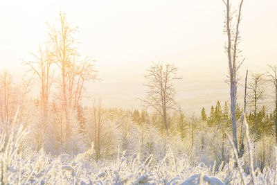 Bare tree on snow covered landscape