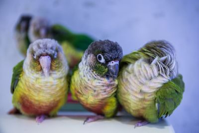 Front view portrait of four parrots 