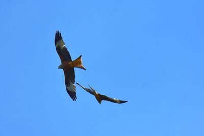 Low angle view of red kite flying against blue sky 