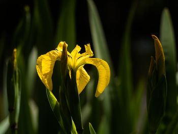 Close-up of yellow flowering plant, yellow iris, iris pseudacorus