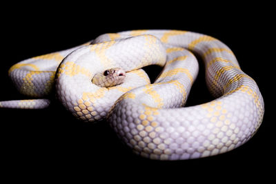 Close-up of snake against black background