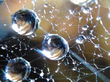 Close-up of spider web