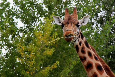 Low angle view of giraffe eating twig against trees