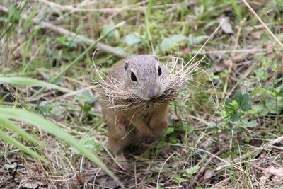 Close-up of lizard on field