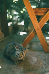 A cute cat curled up near a chair