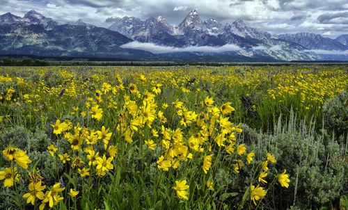 Yellow flowers growing in field