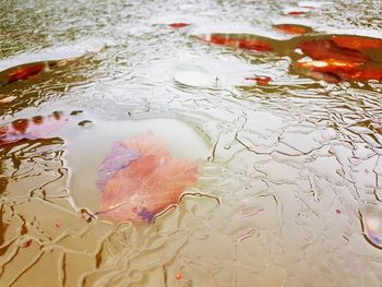 High angle view of leaf floating on water