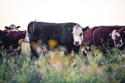 Cows on field