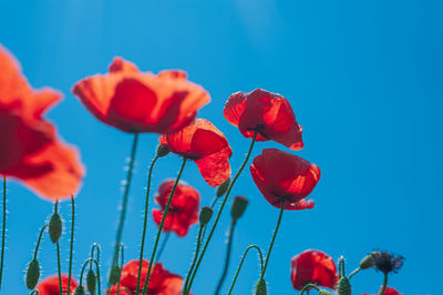 Close-up of red poppy flowers against blue sky