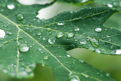 Close-up of raindrops on leaves