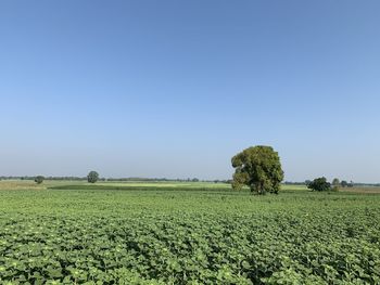 Scenic view of agricultural field against clear sky