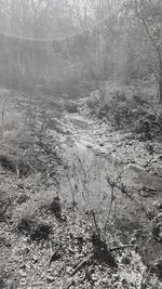 Scenic view of waterfall in forest