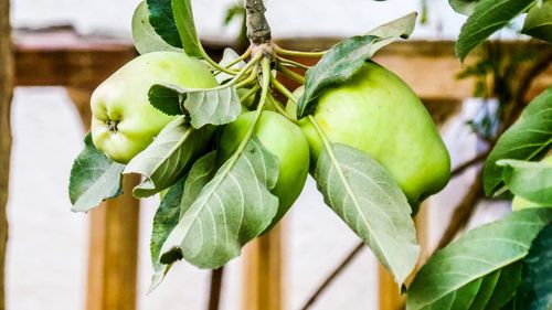 Close-up of fruit growing on plant