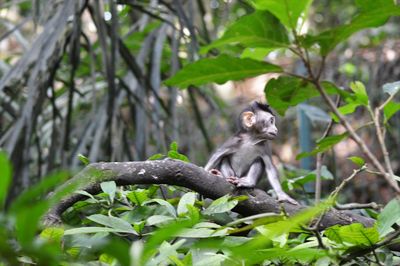 Monkey sitting on tree in forest