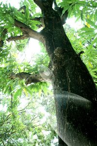 Low angle view of trees