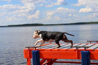 Dog on the sea against sky