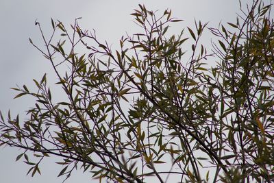 Low angle view of plants against sky