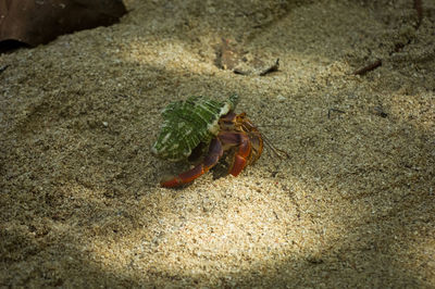 Close-up of crab on sand