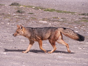 Full length side view of fox walking on road