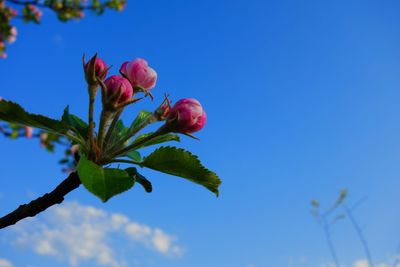 Low angle view of flowers blooming against clear sky