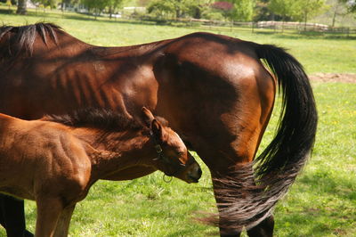 Horse in a field