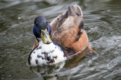 High angle view of mallard duck swimming in lake