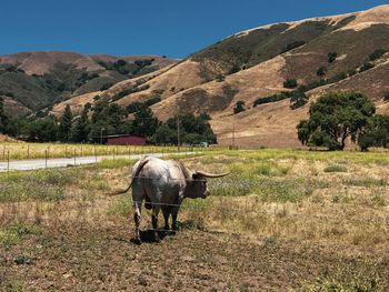 Cow in a field