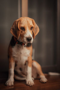 Buddy the beagle posing for the shot