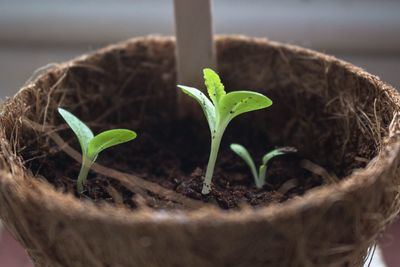 Plant growing in greenhouse