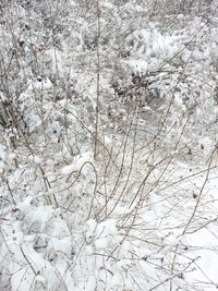 Full frame shot of tree branches