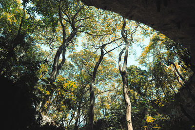 Low angle view of trees in forest against sky
